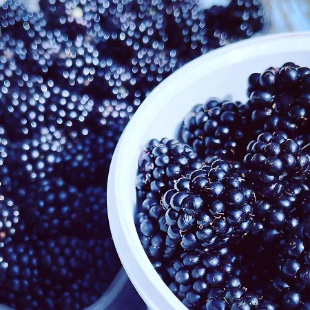 Blackberryhouse * Ærøskøbing