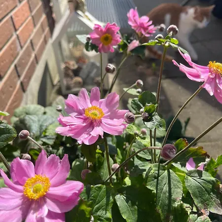 Blackberryhouse Bed and breakfast *