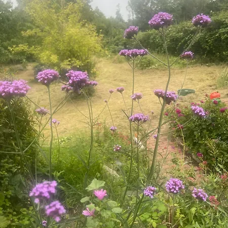 Frühstückspension Blackberryhouse *